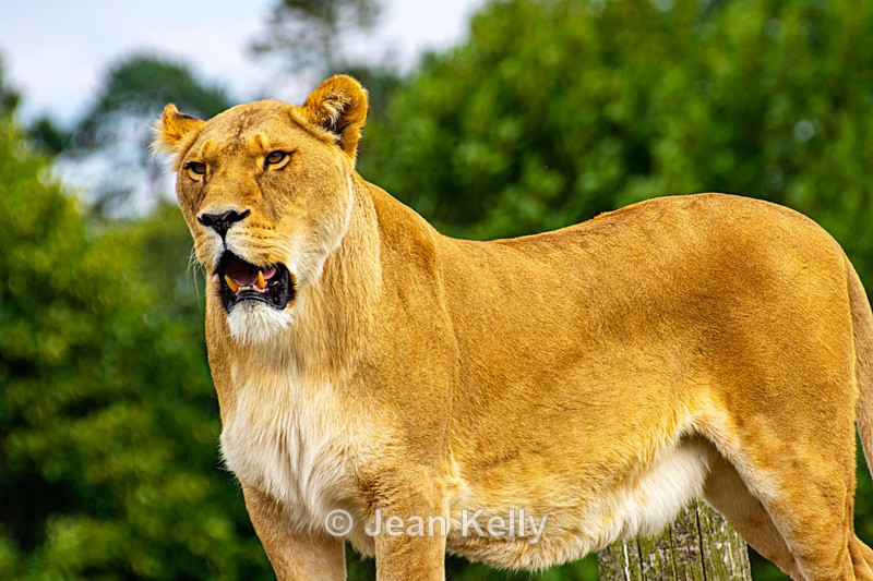 Lion - DSC_0348 - Cats