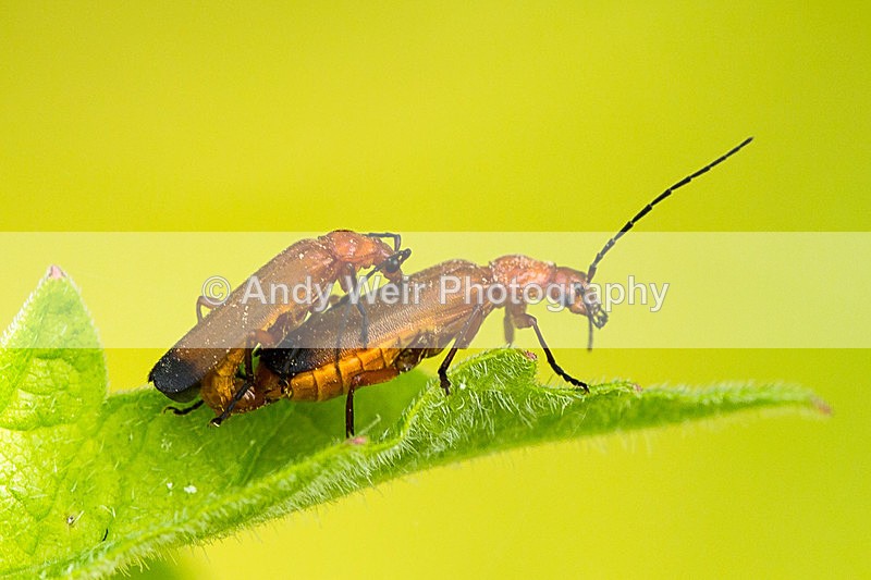 20140712-3K8A3493 - Insects