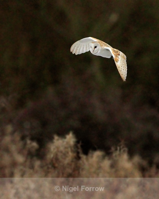 Barn Owl hunting at Holme Marshes, Norfolk - Barn Owl