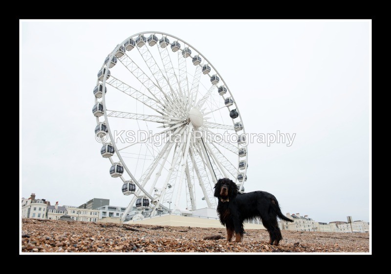  - Dogs