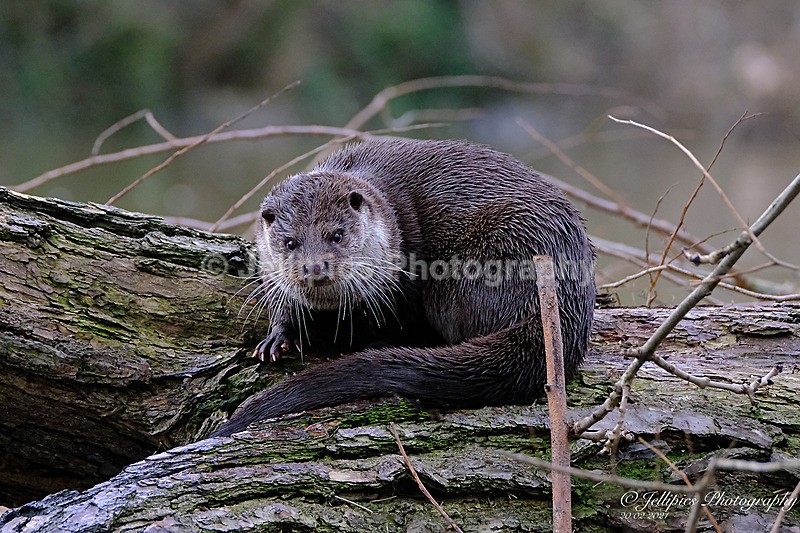 - Wildlife and Nature