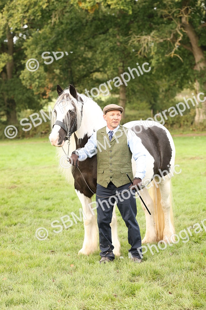 SBM_56815 - S54 - Piebald & Skewbald Horse In Hand