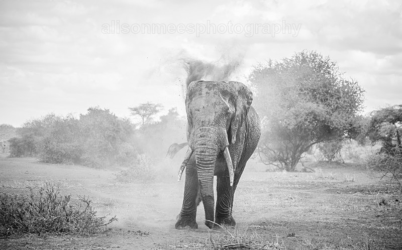  - African Safaris