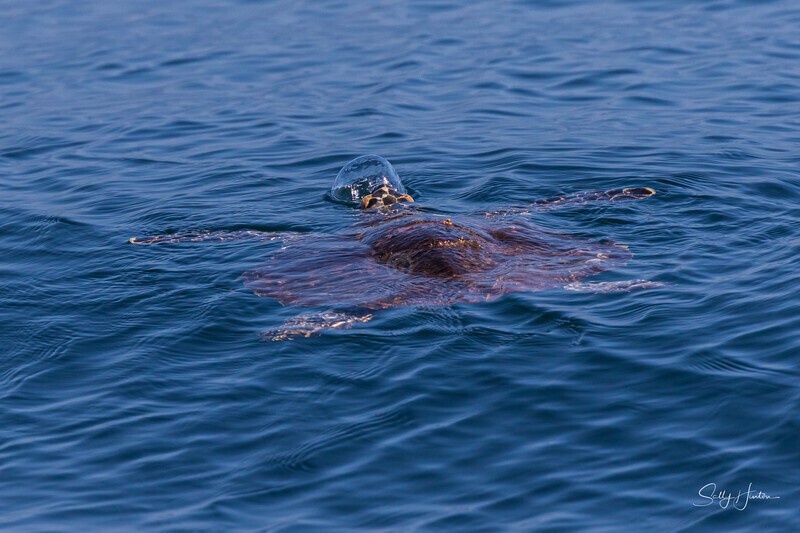 0A3A7839 Turtle Blowing Bubbles - Turtles