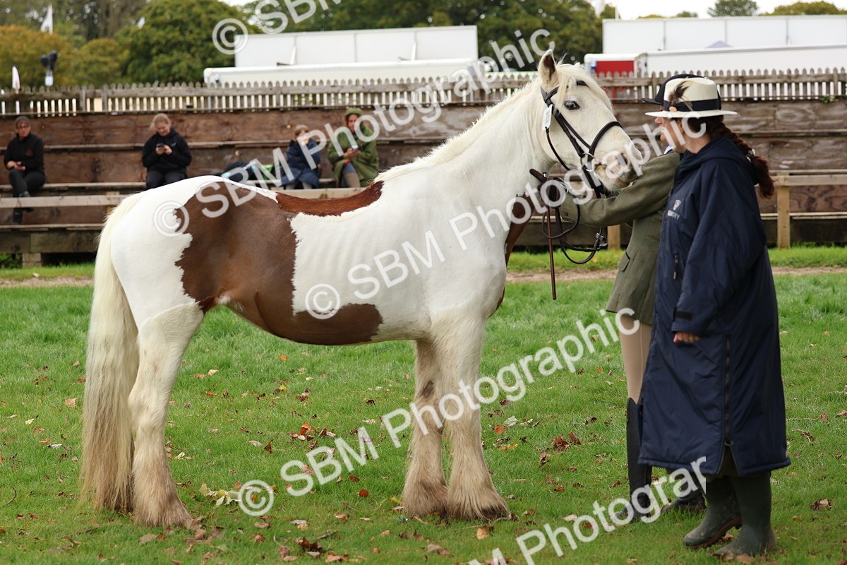 SBM_41739 - S26 - Mature Veteran In Hand
