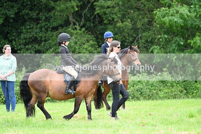 WJ7_4089 - Class 14A Handsome Gelding