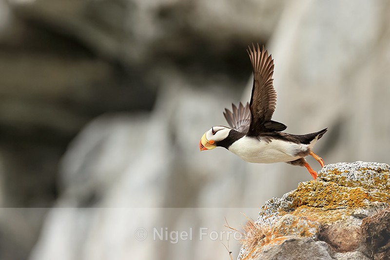 Horned Puffin take-off from rock, Duck Island, Alaska - Horned Puffin