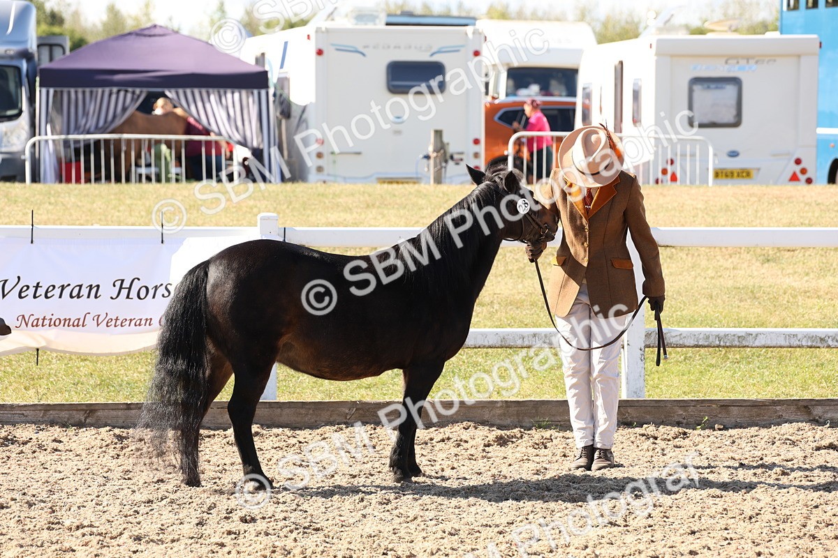 SBM_12892 - Class 206 - IH Non Show Type Pony