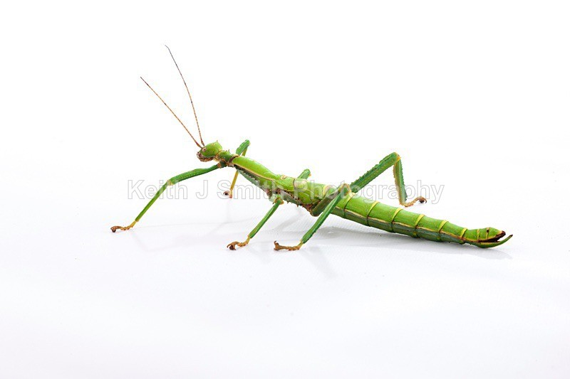 7SKJ4150 - Roaming Reptile Show III