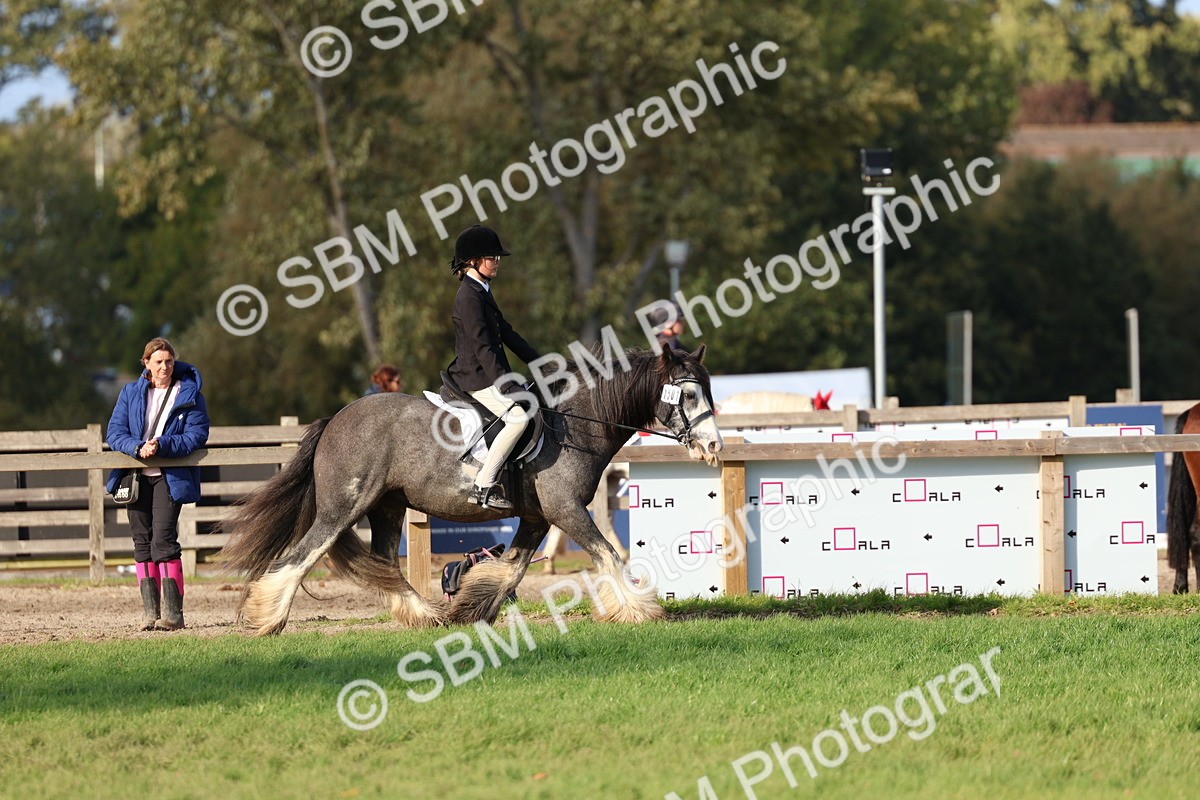 SBM_52478 - S13 - Pony Club Pony