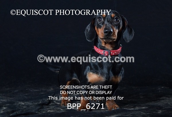 BPP_6271 - LESLEY GRANGER DOGS