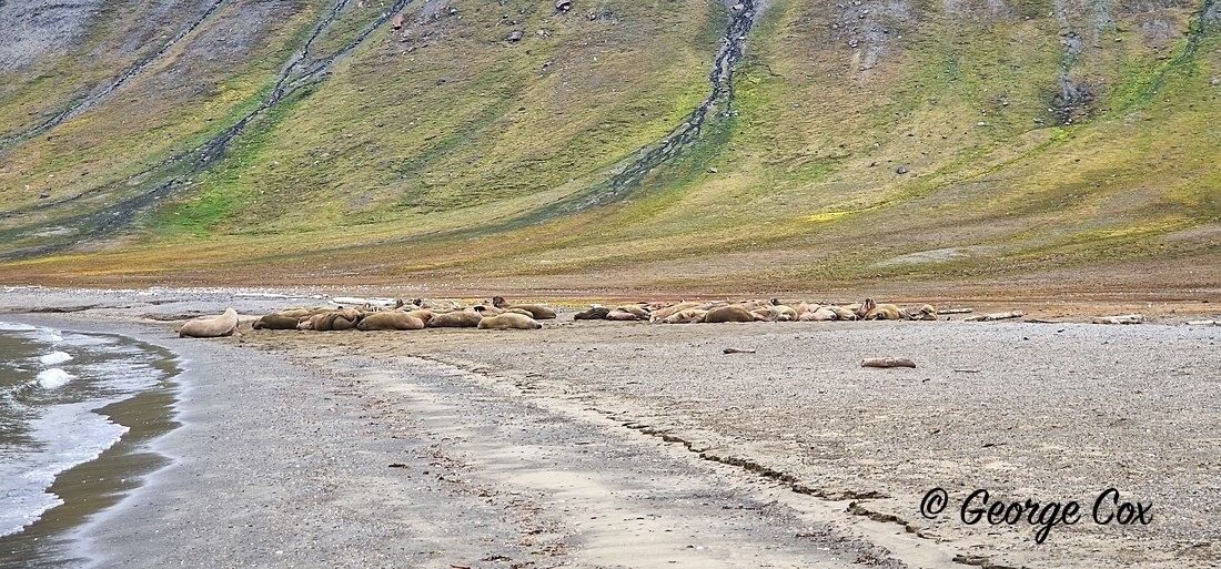 Walruses - Svalbard - Realm of the Polar Bear