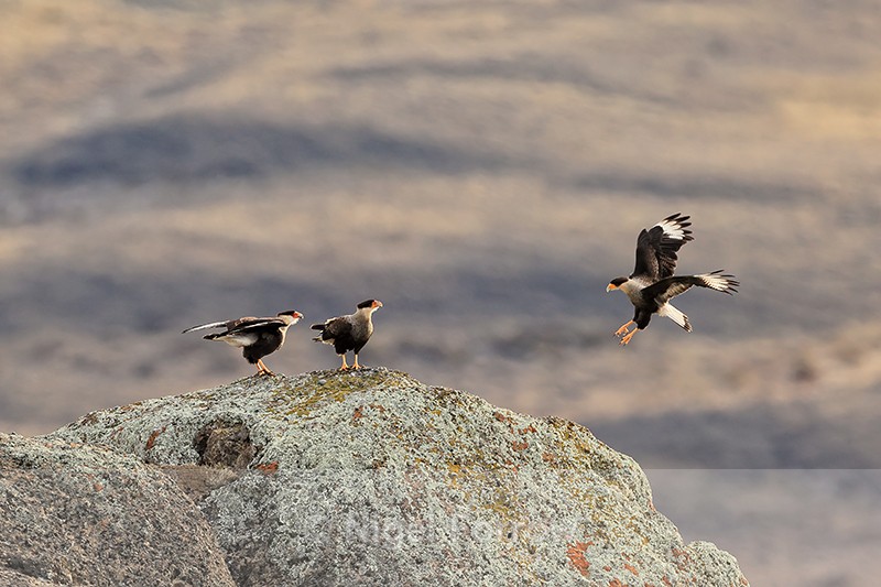 Crested Caracara landing on rock next to two others, Chile - Crested Caracara