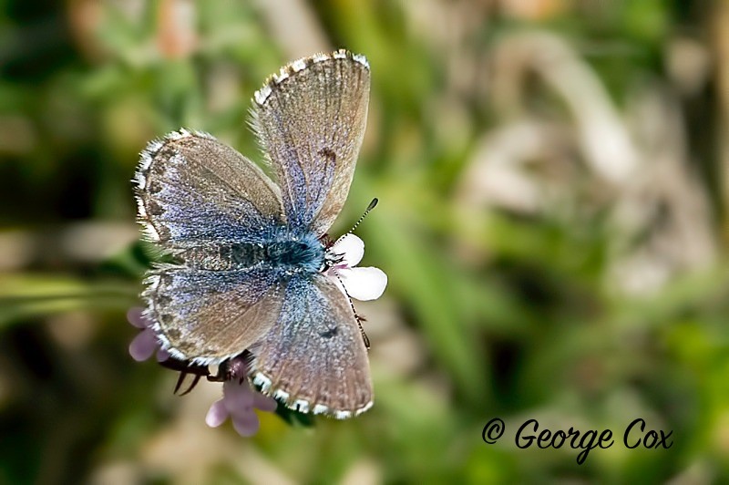 Baton Blue - Vercors Butterflies