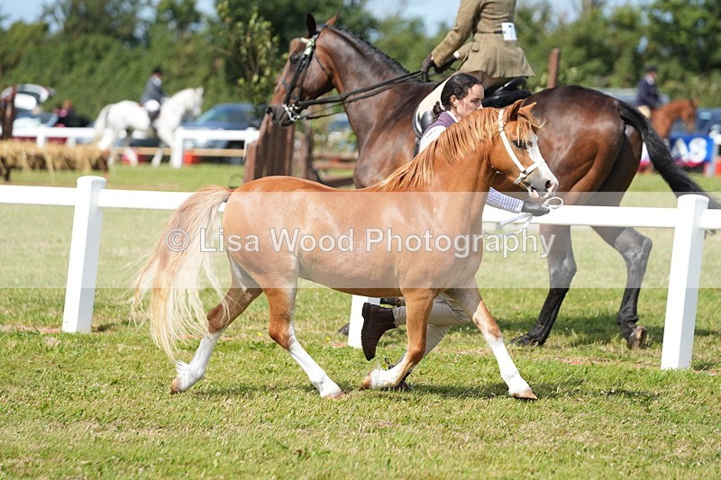 DSC05423 - Class 50: NPS M&M 4 years and over Small Breeds