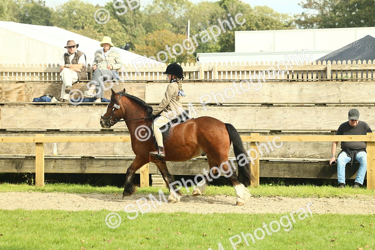 SBM_69053 - S58 - Mini Show Cob Ridden