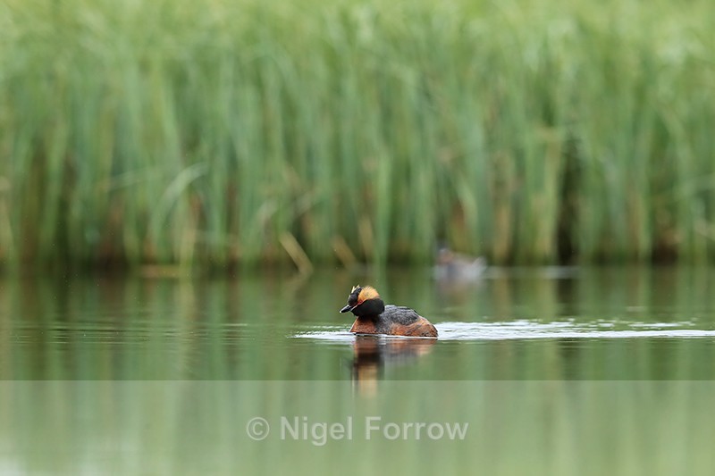 Slavonian Grebe swimming, Lake  Myvatn, Iceland - Slavonian Grebe