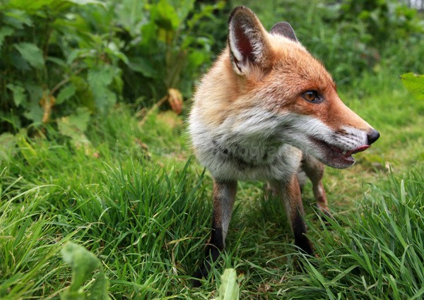 Red Fox_ AGTO185 - Wildlife, Mammal Photography, Great Britain