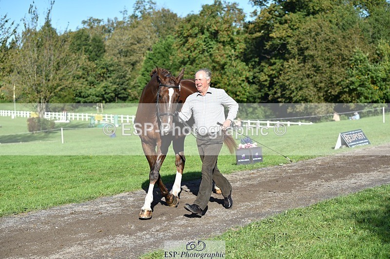 231022-104956-23526 - 447-STALLONE-Andrew.Winterton-TrotUp+SJ