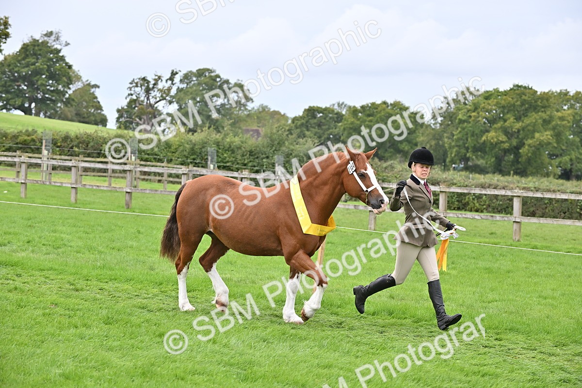 SBM_63340 - S49 - Mountain & Moorland In Hand Large Breeds