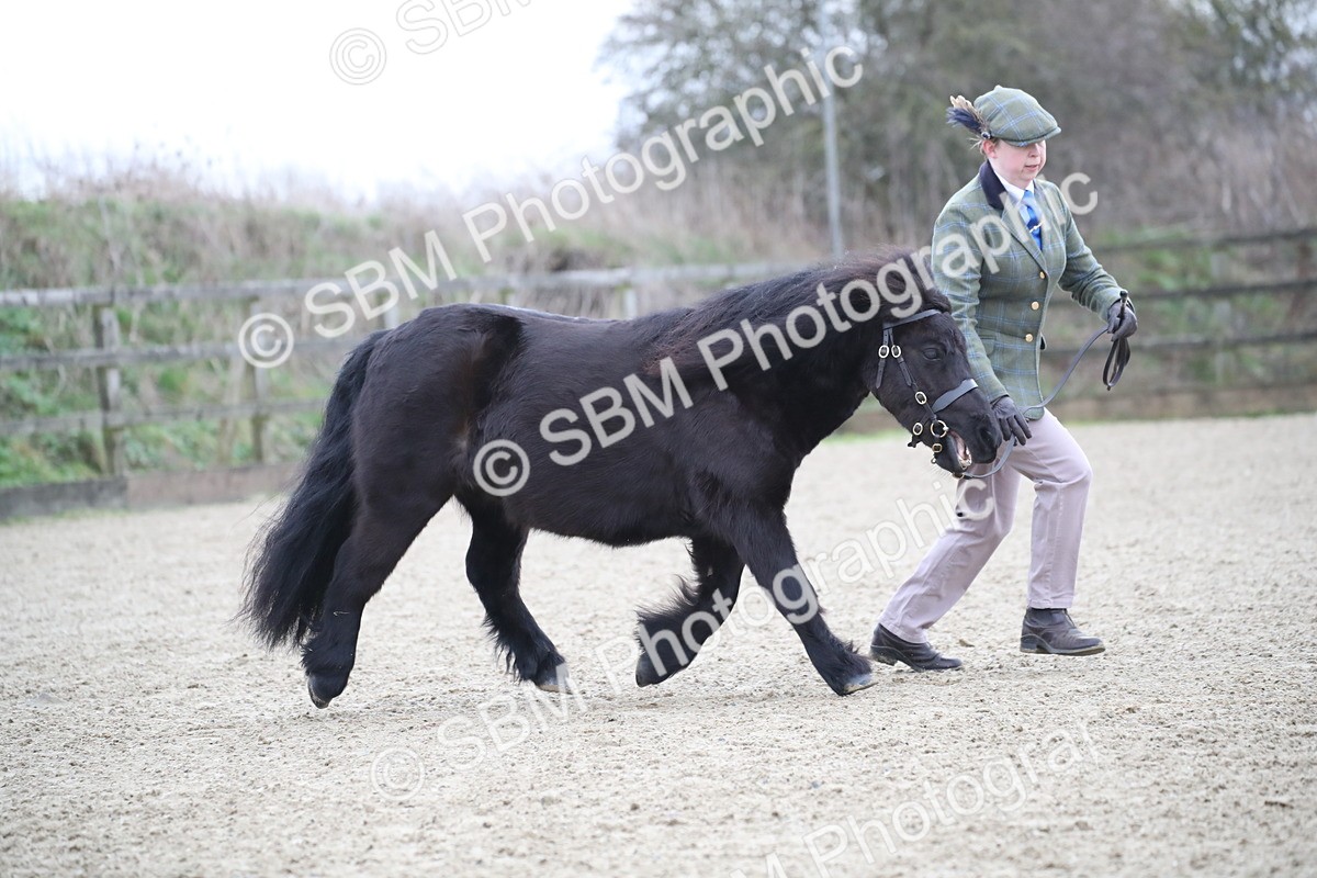 SBM_003894 - Class 1-4 - Young Stock classes Inc. In Hand Championship