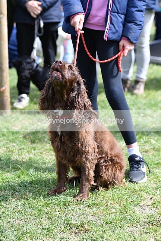 WJ5_9818 - Class 3 Most Handsome Dog