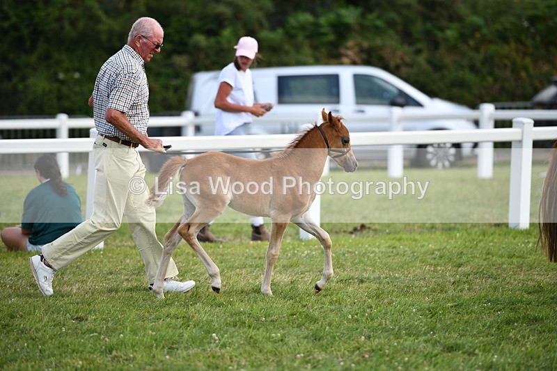 DSC_8468 - Class 69: Pure, Anglo & Part Bred In Hand Arab