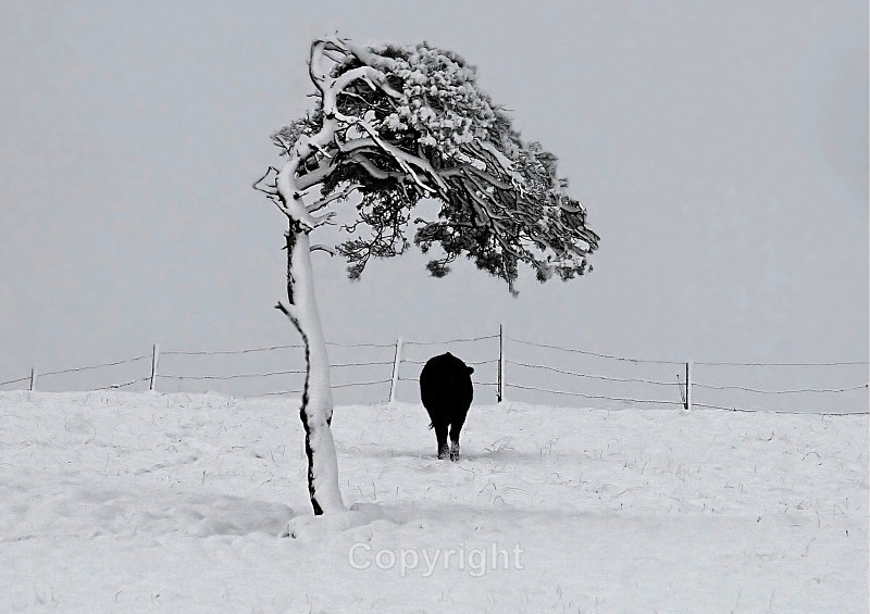 The Lonely Cow - Pictures for sale