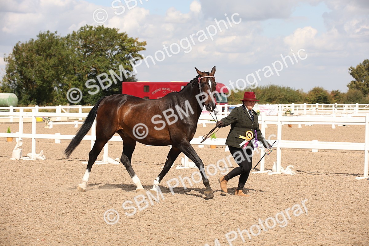 SBM_03467 - Class 18 Handsomest Gelding (IH or Ridden)