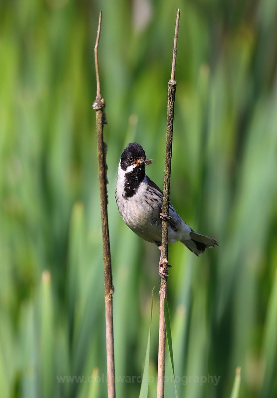 Reed Bunting   ref 0229 - macro and nature.