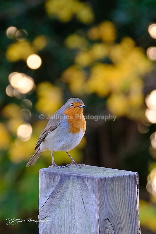  - Wildlife and Nature