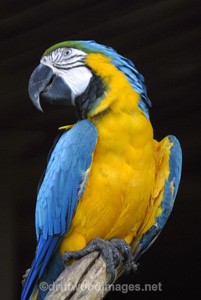 Green macaw, Pura Vida, Costa Rica - Central America