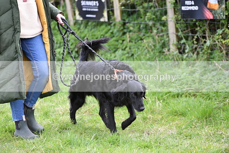 WJ5_9088 - Class 1 Best Cross Breed / Heniz 57