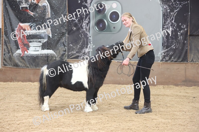 20251109-0277 - Class 12 - Stallions 4 Years and Over