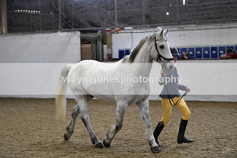 WJ5_4548 - Class 3 Part Bred In hand