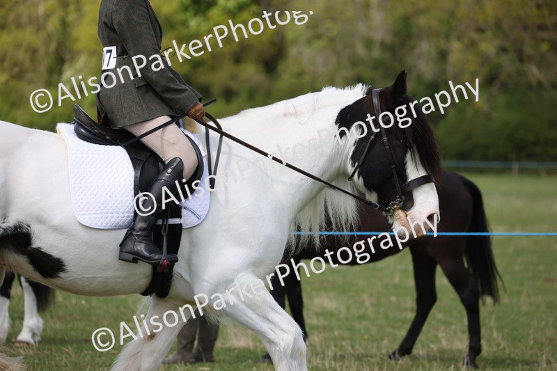20250427-4071 - Class 34 - Best Riding Horse Over 14.2hh