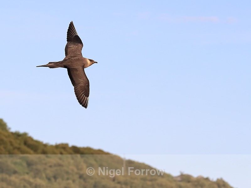 Arctic Jaeger circling high, Flatanger, Norway - Arctic Skua