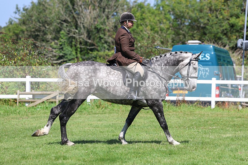 3E7A8951 - Class 6: Open Working Horse