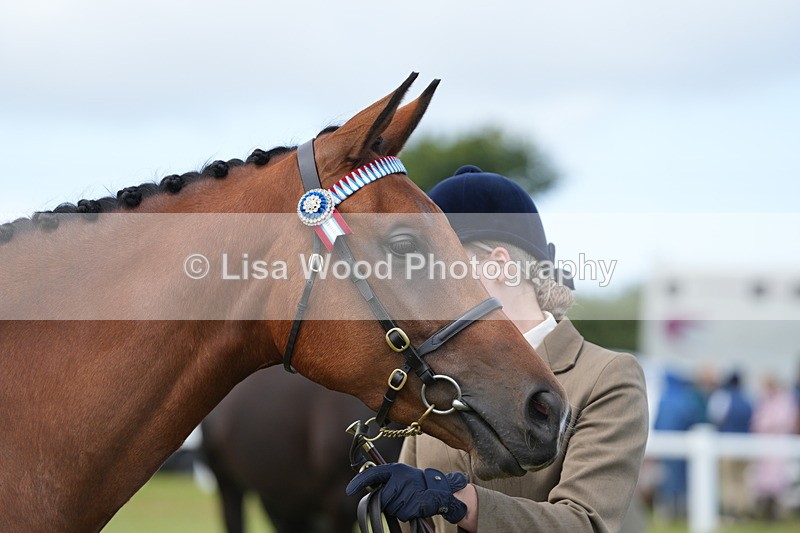 DSC06371 - Class 55: Hunter/Riding Horse/Hack 3 & 4 yr olds