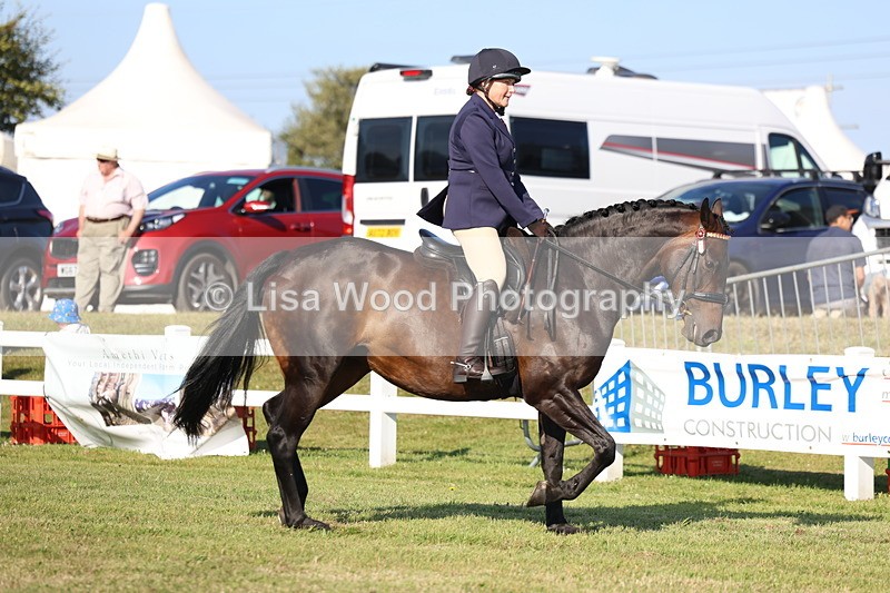 3E7A5247 - Class 2: Rising Star Large Hack/Riding Horse