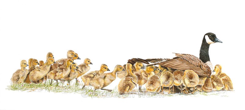 Once upon a tme - Birds