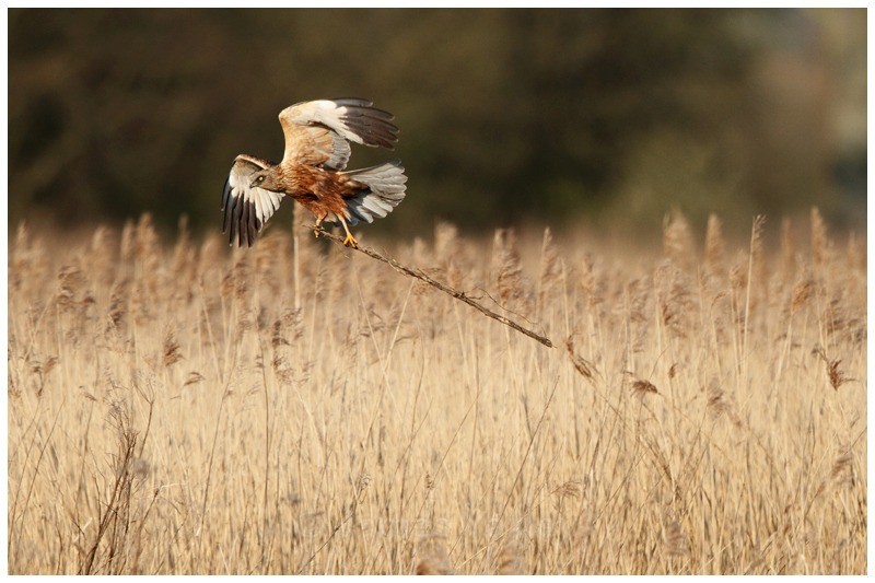 Marsh Harrier collecting Nesting Material - River Scrape & Lake