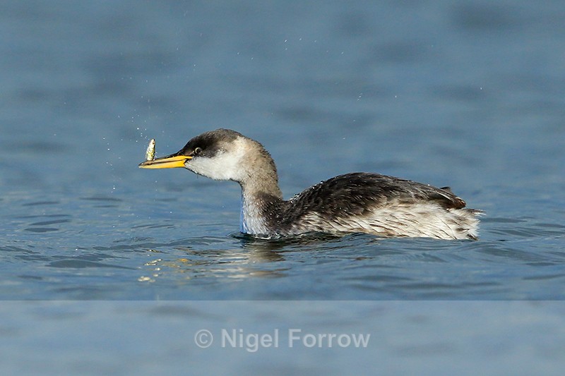 Red-necked Grebe with fish, Farmoor Reservoir - Red-necked Grebe