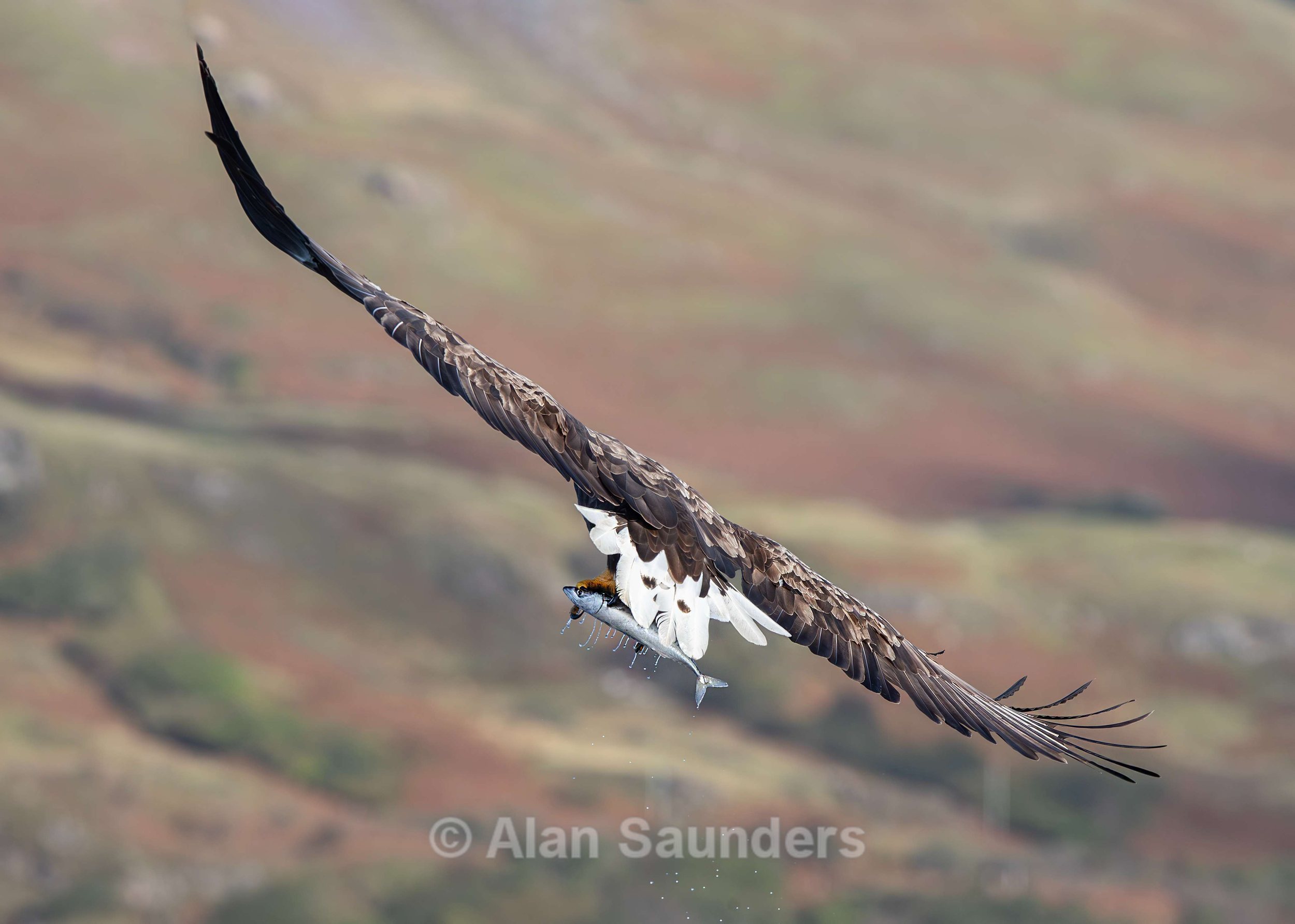 White Tailed Eagle 77