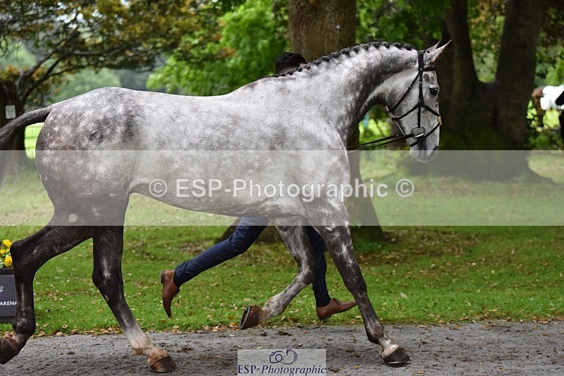 240522-162524-00907 - 202-WHIXLEY_QUALITAS-Barnie_Brotherton