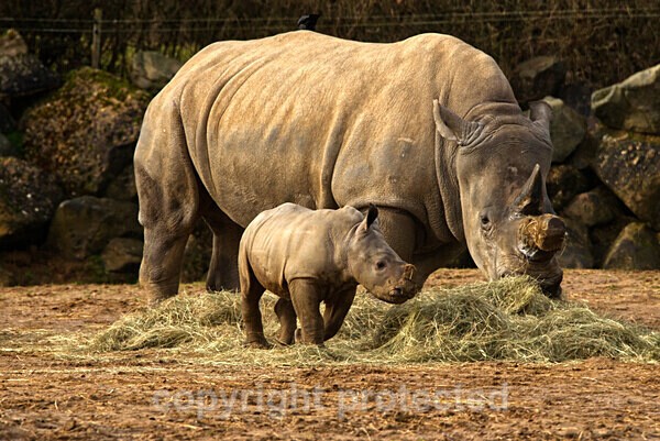 White Rhinos - Otto and Lotti - African Wildlife