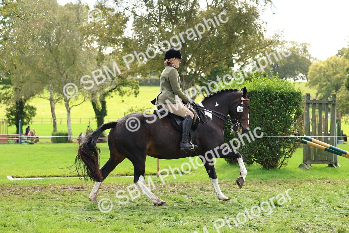 SBM_45225 - S27 - Young Veteran Ridden
