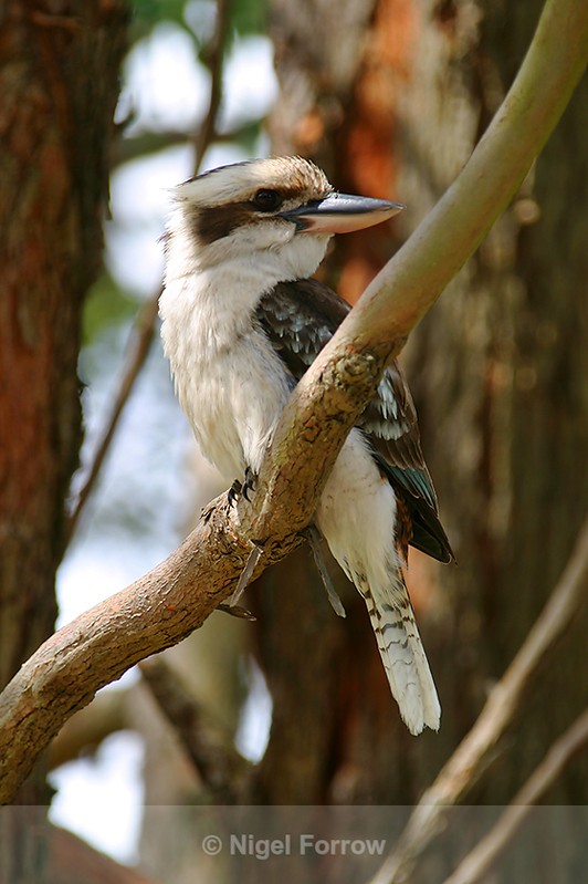 Laughing Kookaburra perched in a tree in a park at Port Stephens - Laughing Kookaburra