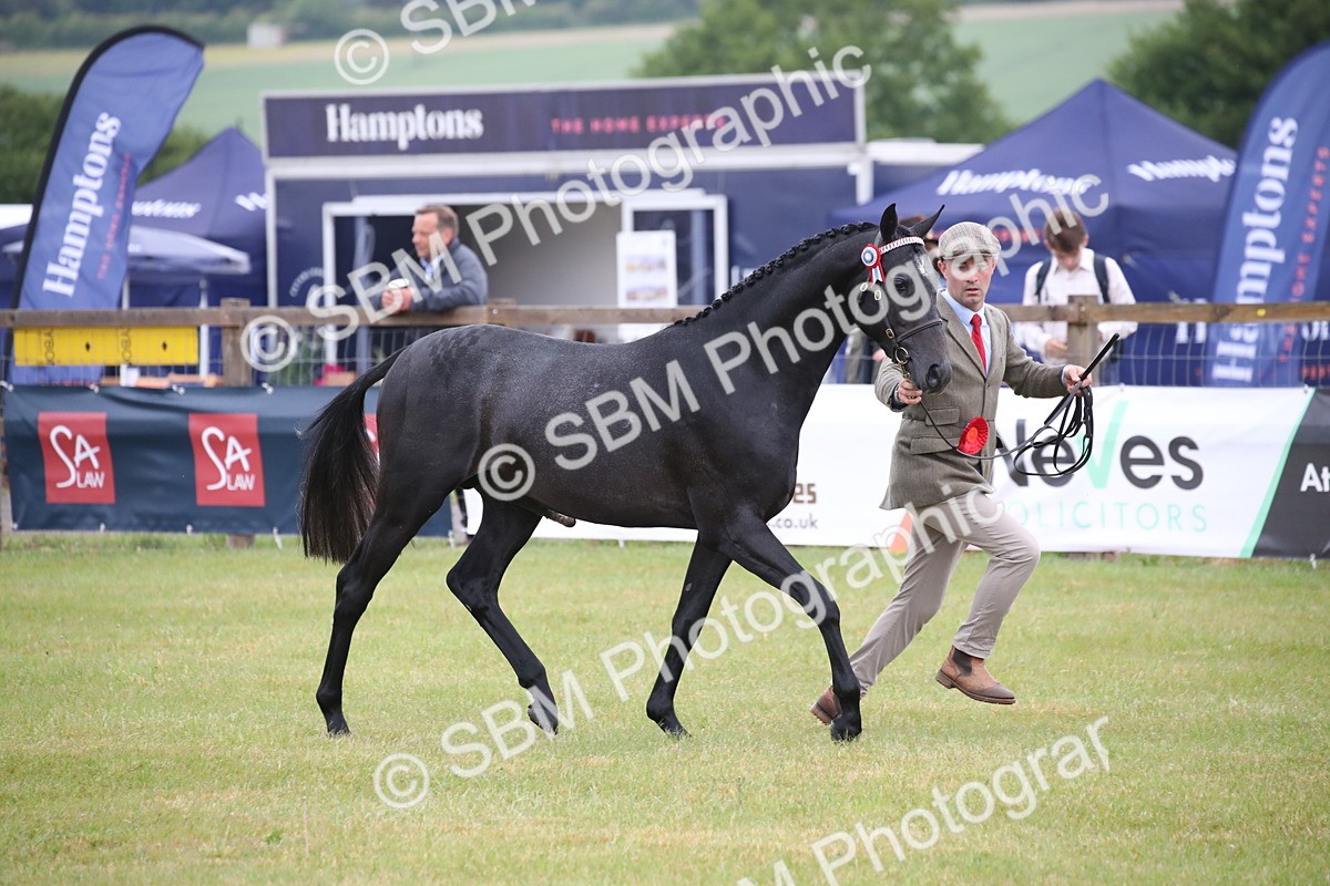 SBM_00209 - Class 17-20 - Arab & Part Bred - Anglo Arab In Hand