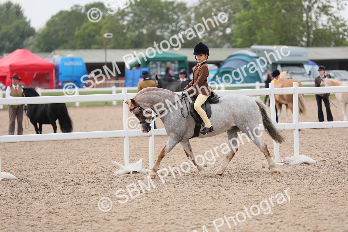 SBM_12708 - Class 307 Ridden Coloured Pony
